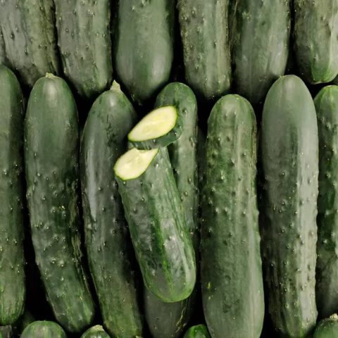 Le concombre Noa tout ce qu il faut savoir Mon Marché