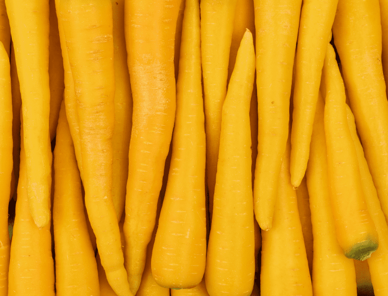 La carotte jaune