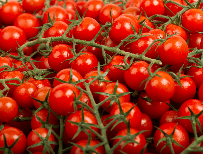 Tomates: Information nutritionnelle, bienfaits pour la santé, recettes &  plus