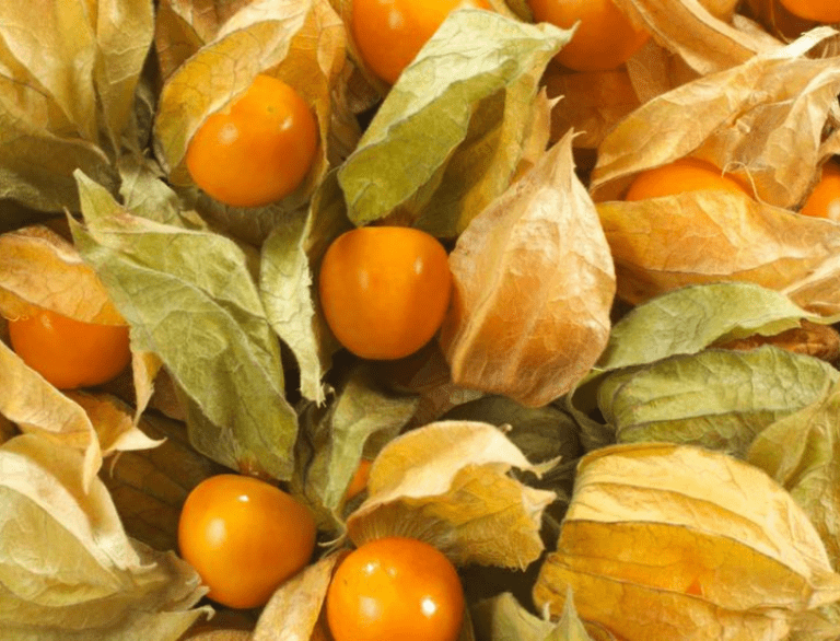 Le physalis, tout ce qu'il faut savoir Mon Marché — free download