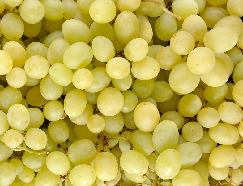 Les raisins blancs