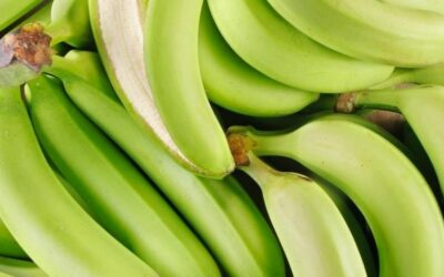 Les bananes vertes