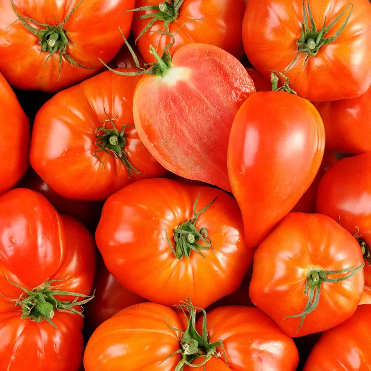 La Tomate cœur de bœuf - Sélection variété ancienne<br />
